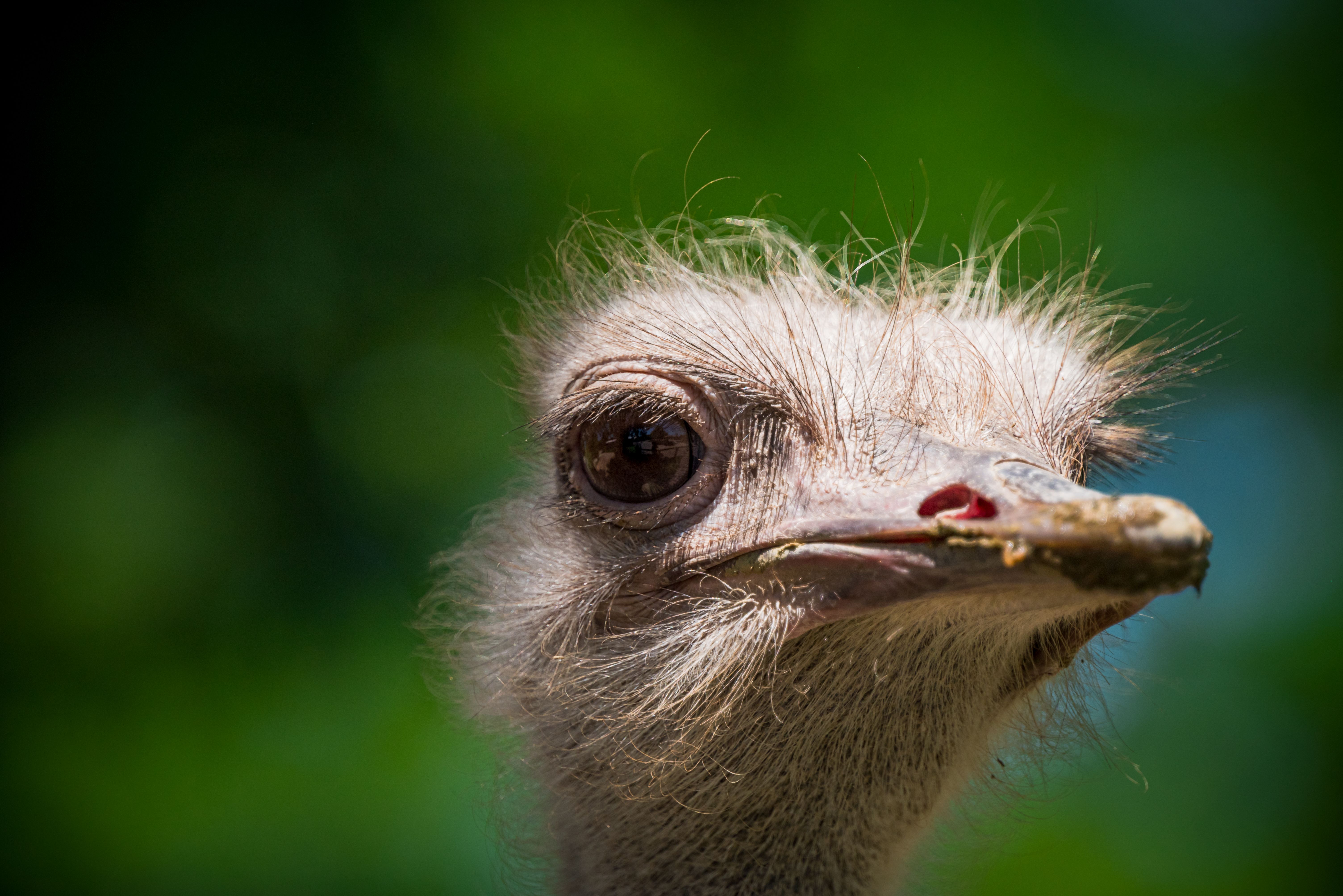 Portrait of ostrich, Namibia