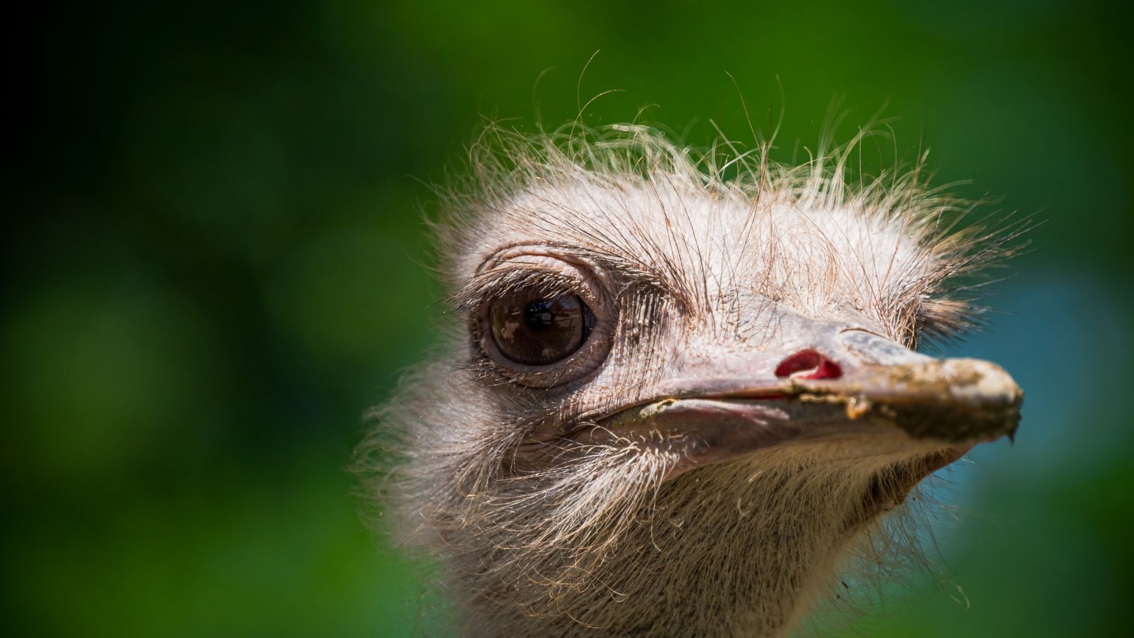 Portrait of ostrich, Namibia