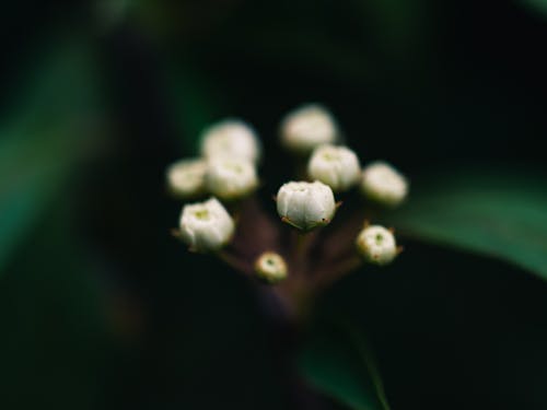 Kostnadsfri bild av blomma, knopp