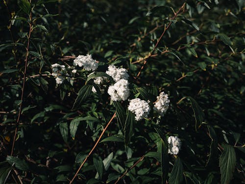 Foto stok gratis bunga, kebun