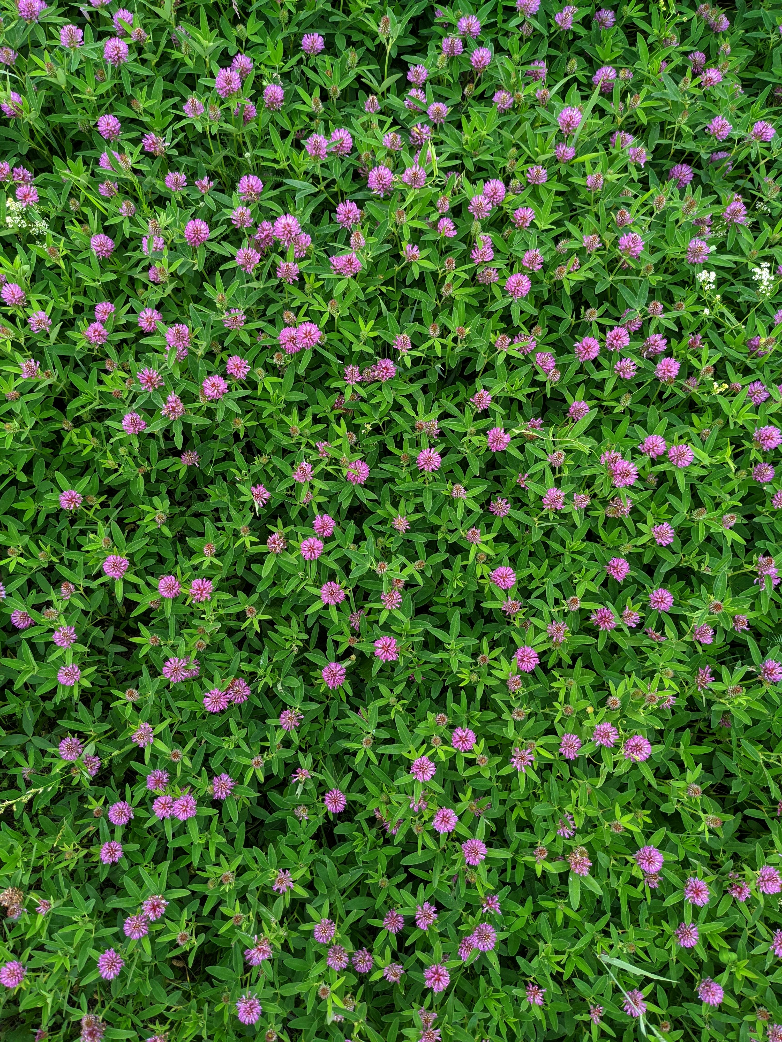 June, July & August: The Lush Green Season