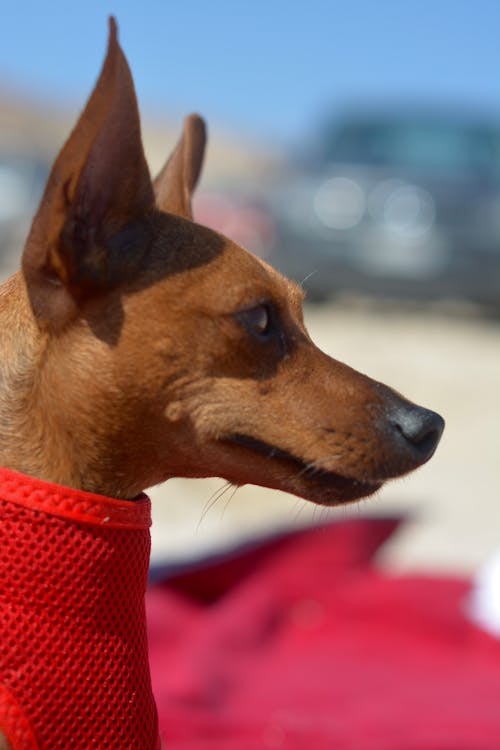 Gratis lagerfoto af hund, hund-på-strand, kæledyr