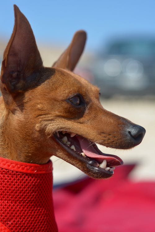 Gratis lagerfoto af dyr, hund, hund-på-strand