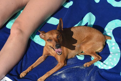 Gratis stockfoto met dog-on-beach, hond, huisdier