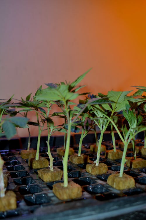 Gratis lagerfoto af apotek, blomster, cannabis