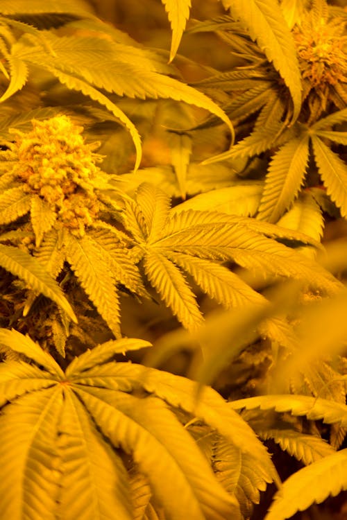 Photos gratuites de agriculture, boutures, cannabis