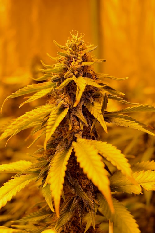 Gratis lagerfoto af apotek, blomster, cannabis