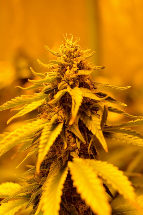 Photos gratuites de agriculture, boutures, cannabis