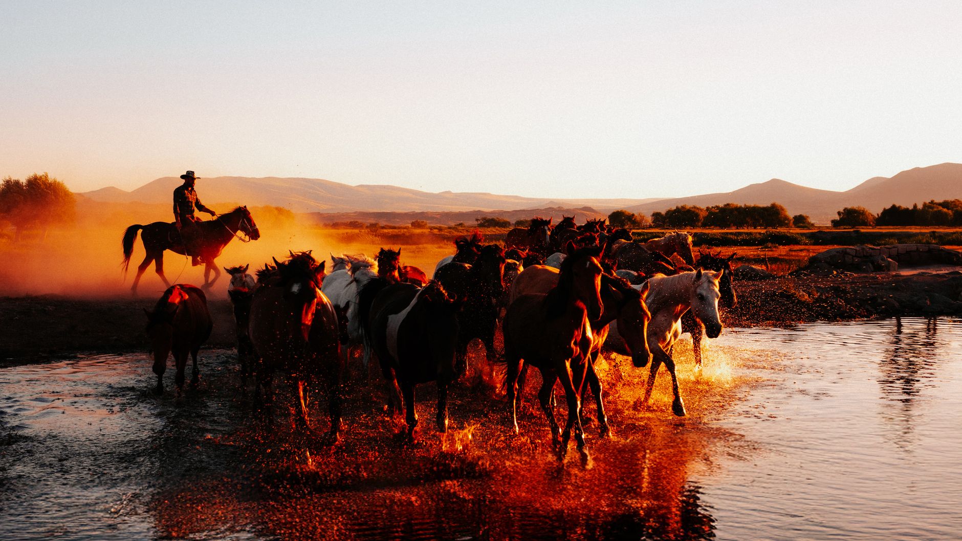 A stunning scene of wild horses galloping through a stream at sunset in Kayseri, Türkiye.