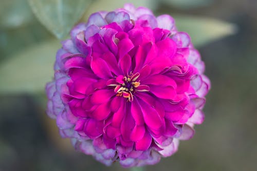 Free stock photo of flower, macro, magenta