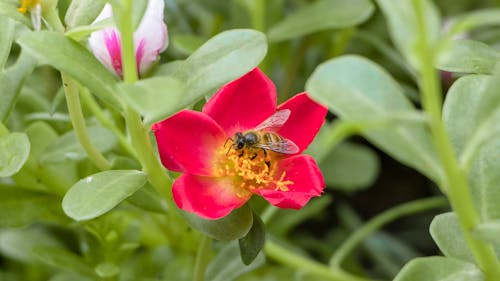 꽃, 꿀벌, 녹색의 무료 스톡 사진