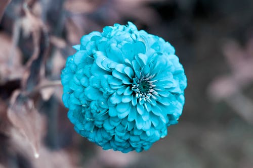 Free stock photo of blue, floral, flower