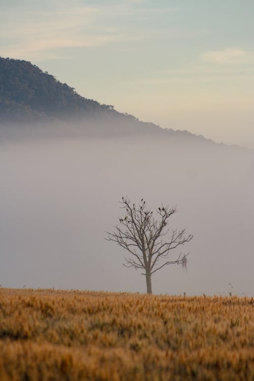 Kostenloses Stock Foto zu abend, baum, dämmerung