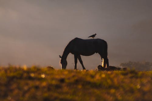 Imagine de stoc gratuită din amurg, animal, animale sălbatice