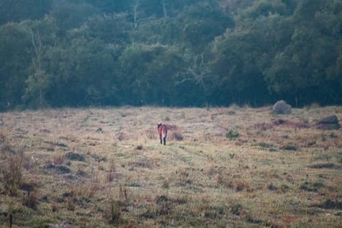 Free stock photo of beautiful nature, brasilian, lobo guará