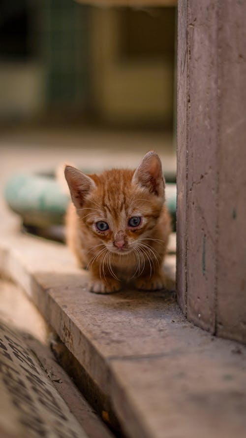 Foto profissional grátis de animal, animal de estimação, ao ar livre