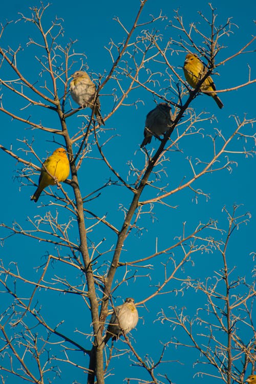 Kostenloses Stock Foto zu ast, baum, canario