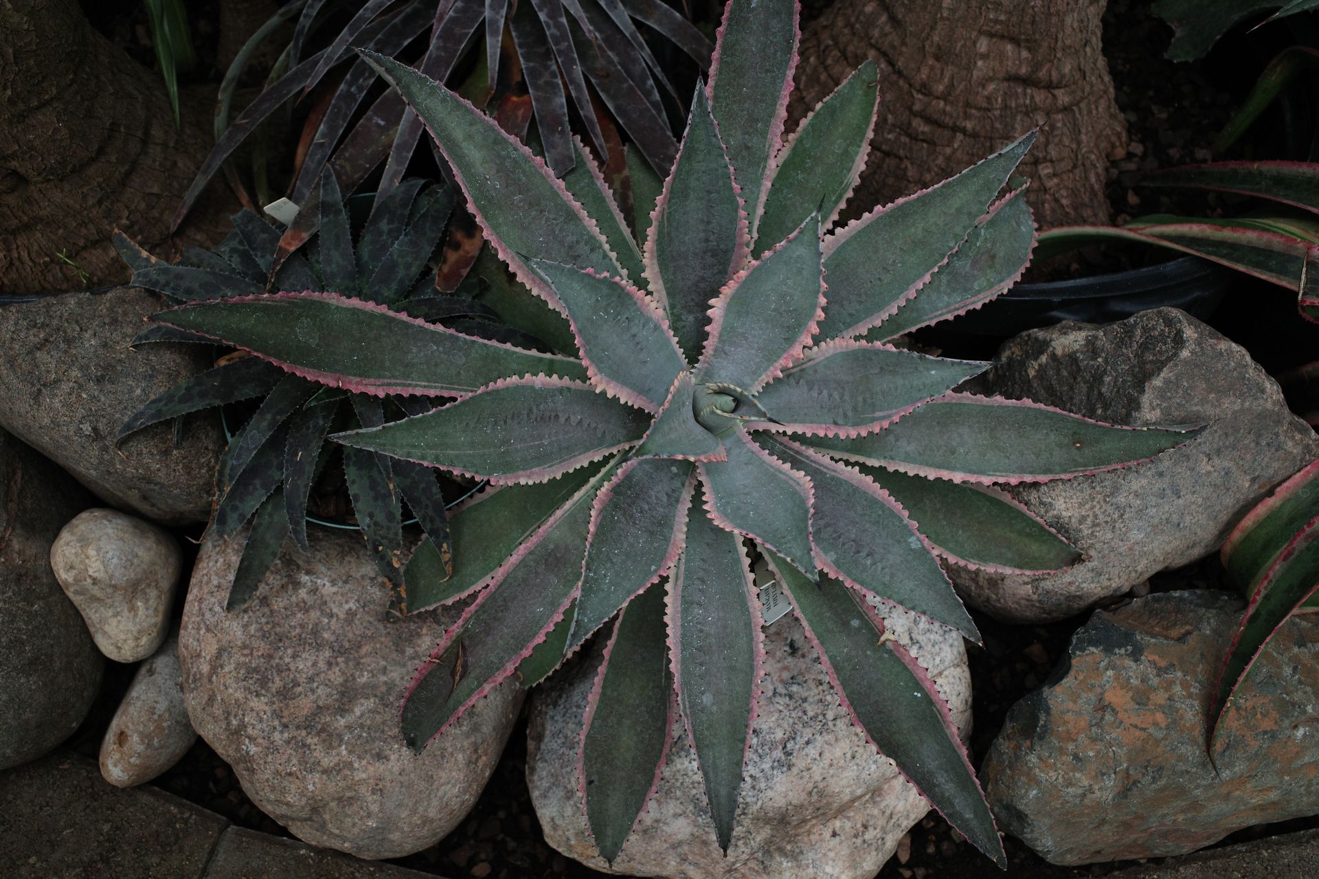 Green Agave Plant