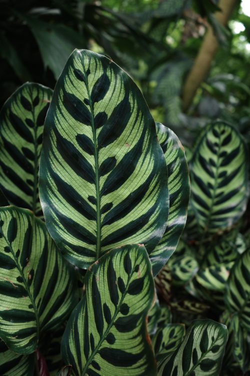 Free Vibrant green Calathea Makoyana leaves with striking patterns in a lush, natural setting. Stock Photo