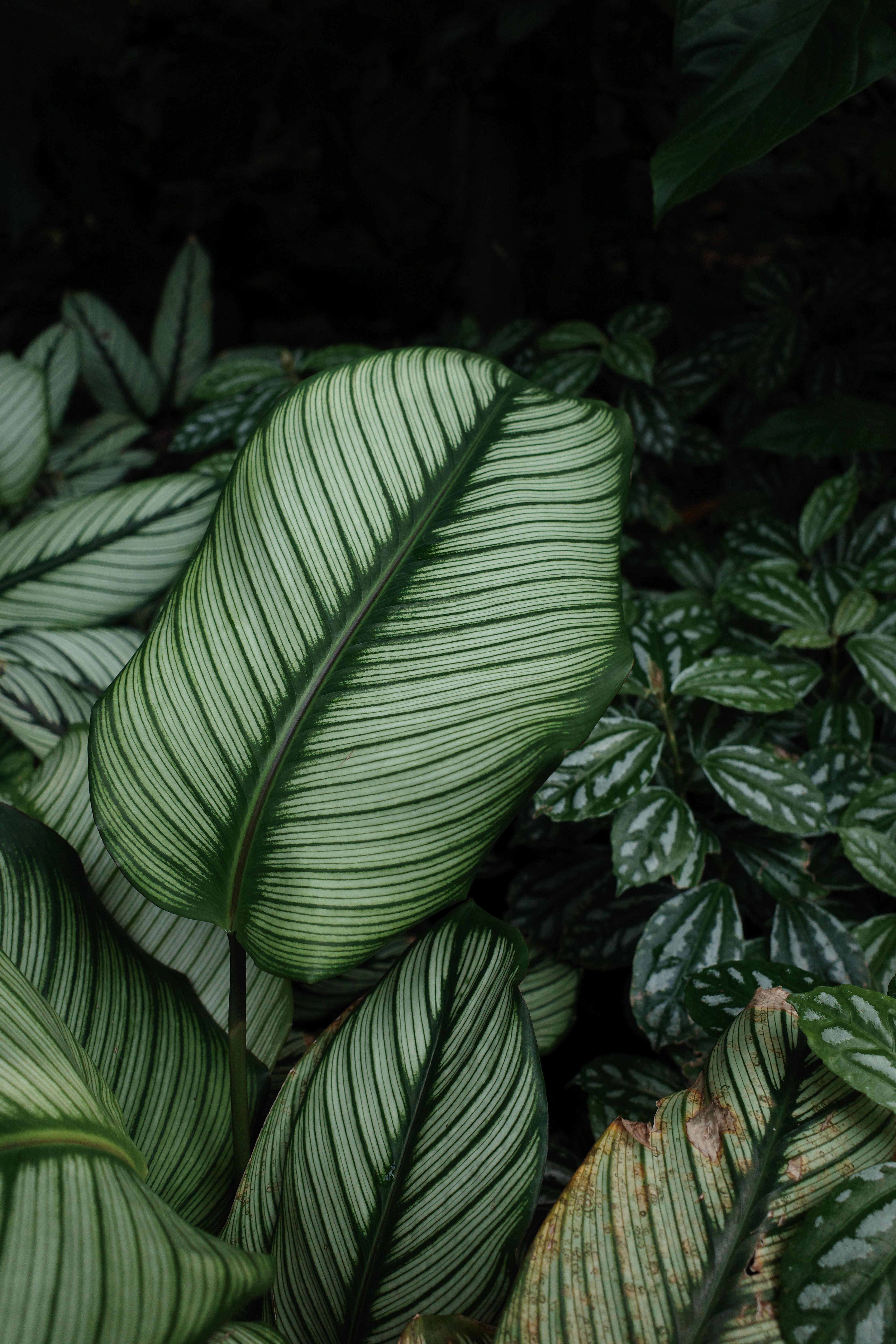 Calathea Ornata Photos, Download The BEST Free Calathea Ornata Stock Photos  & HD Images
