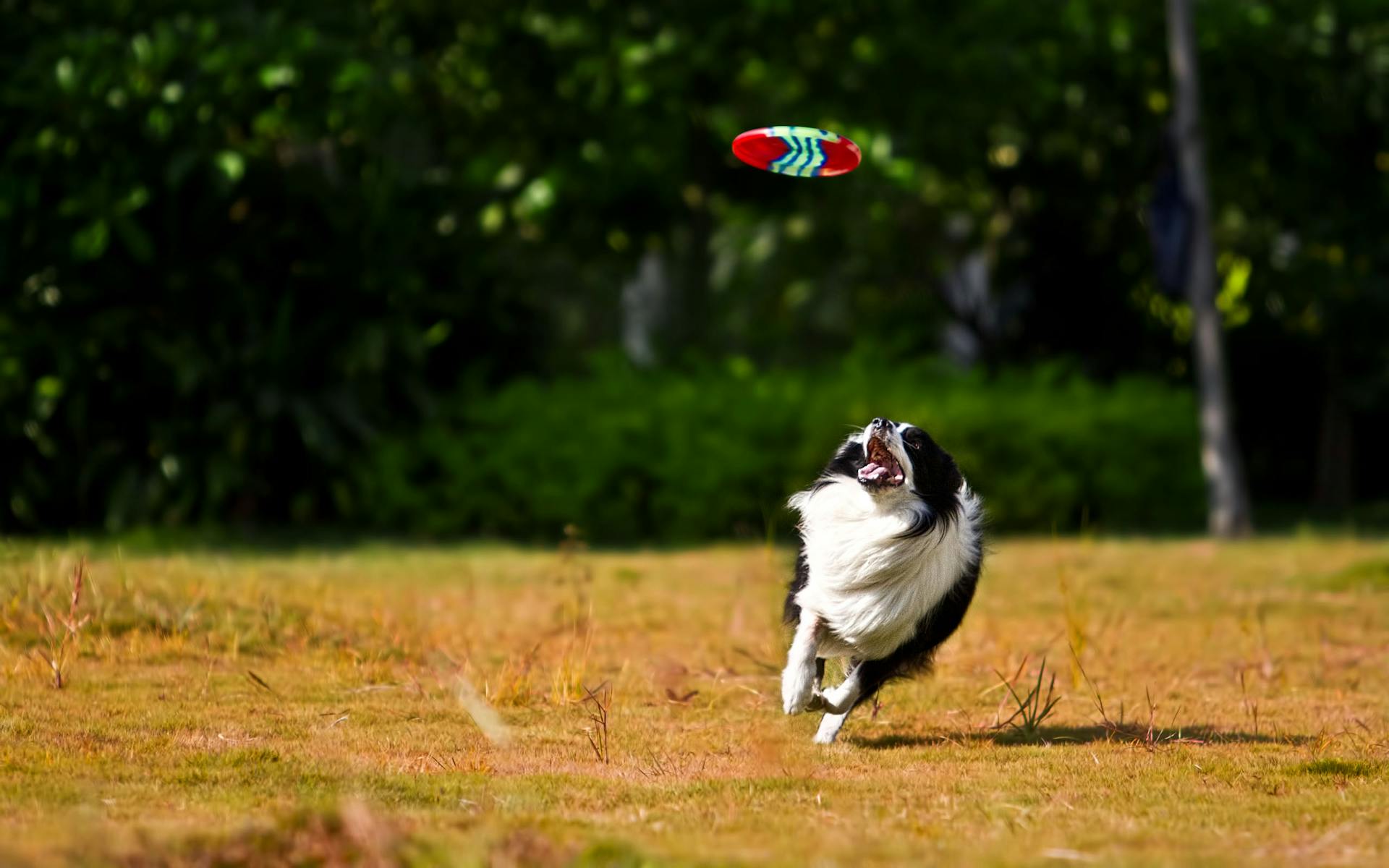 Black and White Dog Running While Looking to Fresby