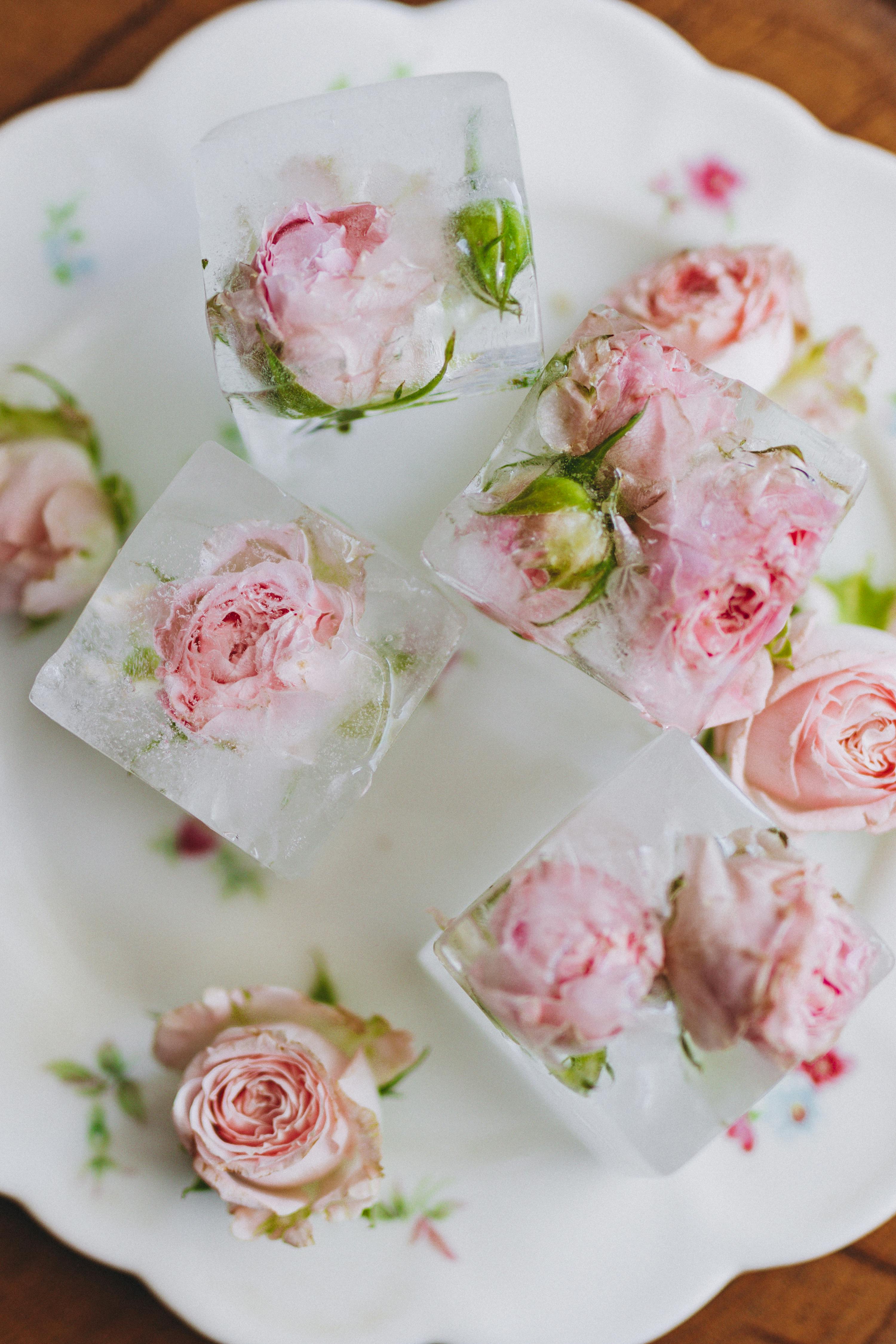 Delicate pink roses frozen in ice cubes arranged artistically on a porcelain plate, creating an elegant display.
