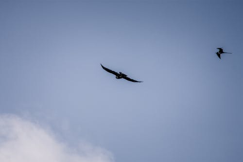 Foto profissional grátis de @exterior, aéreo, animais selvagens