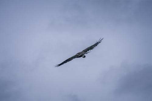 Foto profissional grátis de @exterior, aéreo, animais selvagens