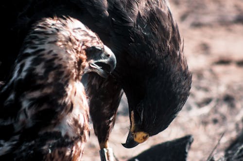 Foto profissional grátis de @exterior, animais selvagens, animal