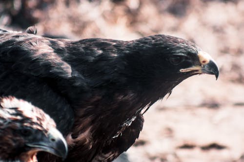 Foto profissional grátis de @exterior, animais selvagens, aviário