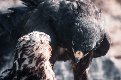 Foto profissional grátis de @exterior, animais selvagens, aviário