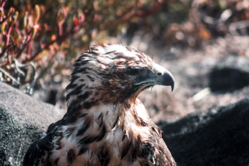 Foto profissional grátis de ambiente natural, animais selvagens, animal