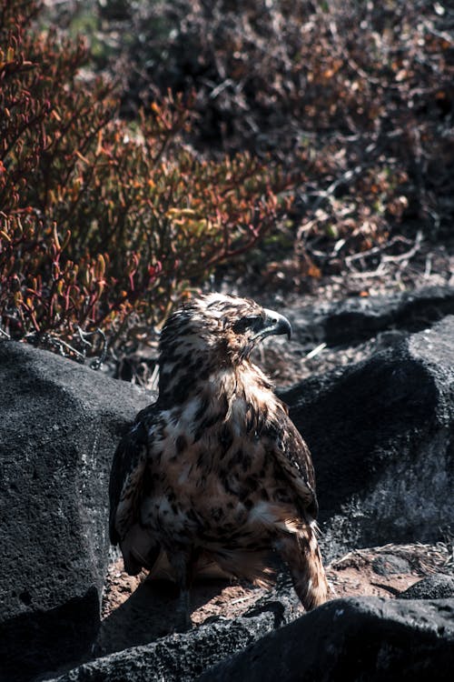 Foto profissional grátis de ambiente natural, animais selvagens, animal