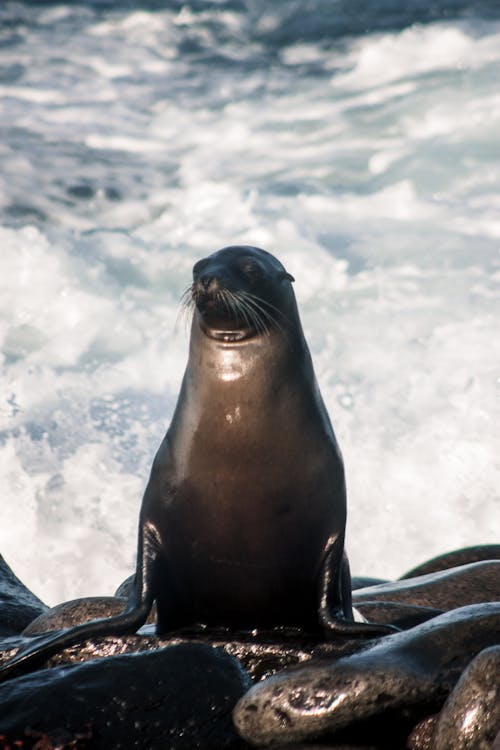 Foto profissional grátis de @exterior, animais selvagens, animal