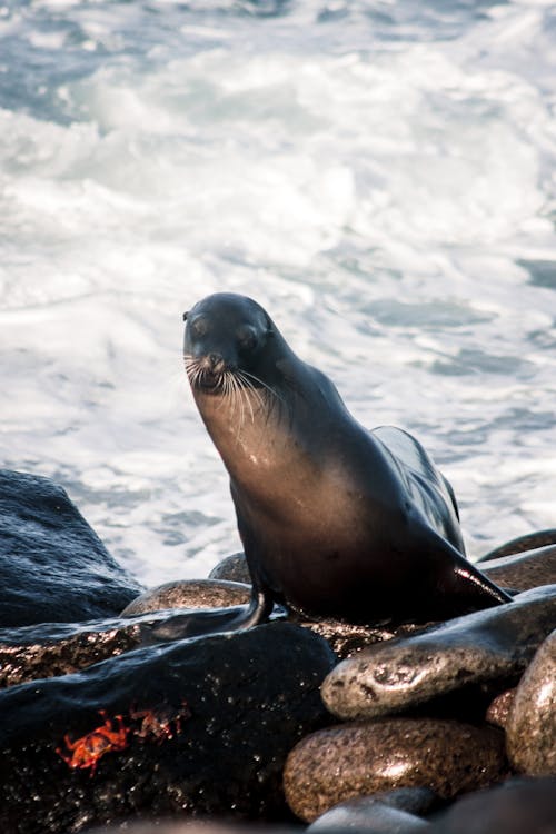 Foto profissional grátis de @exterior, animais selvagens, animal