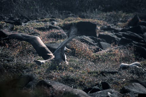 Foto profissional grátis de albatroz, animais selvagens, aninhamento