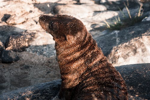 Foto profissional grátis de @exterior, animais selvagens, animal