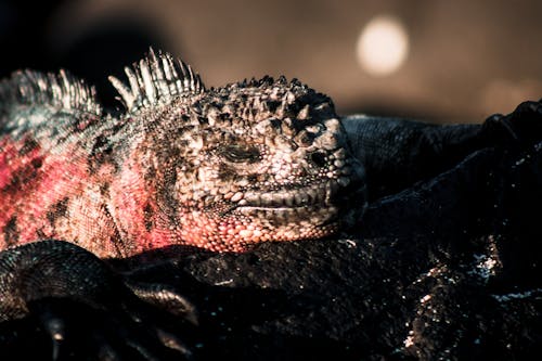 Foto profissional grátis de @exterior, animais selvagens, animal