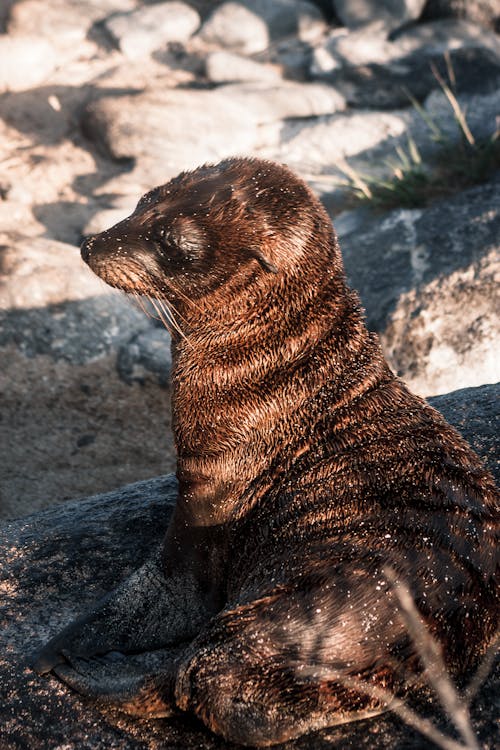 Foto profissional grátis de @exterior, animais selvagens, animal