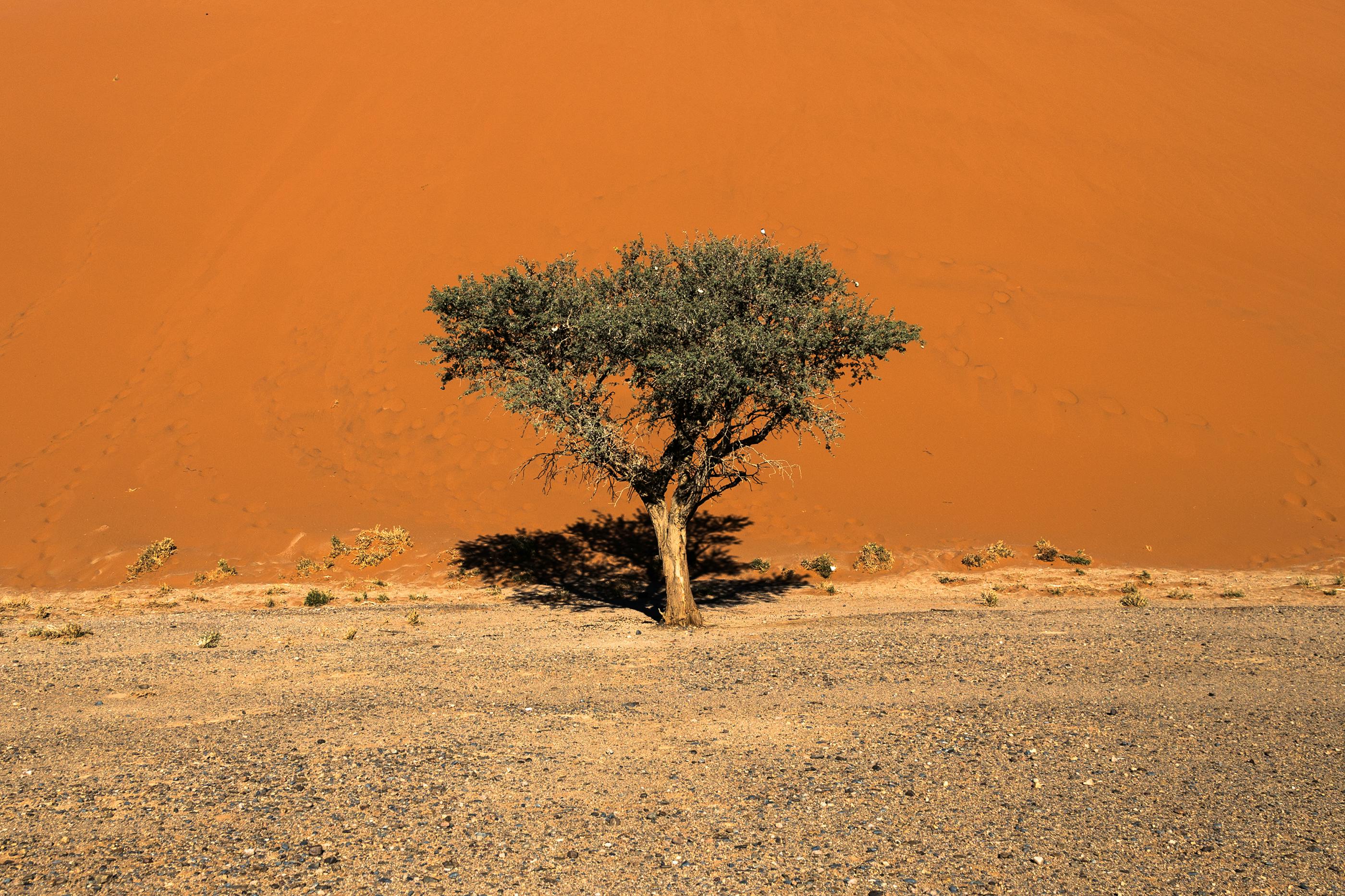 A lone tree stands resilient in a vast desert with a backdrop of sand and sunlight.