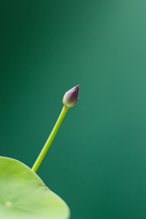 Kostenloses Stock Foto zu blatt, blume, einfachheit