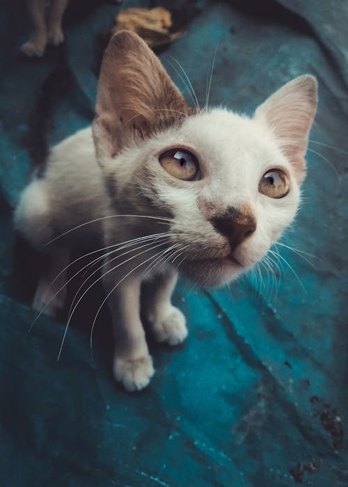 Foto stok gratis 4kwallpaper, kucing, latar belakang desktop