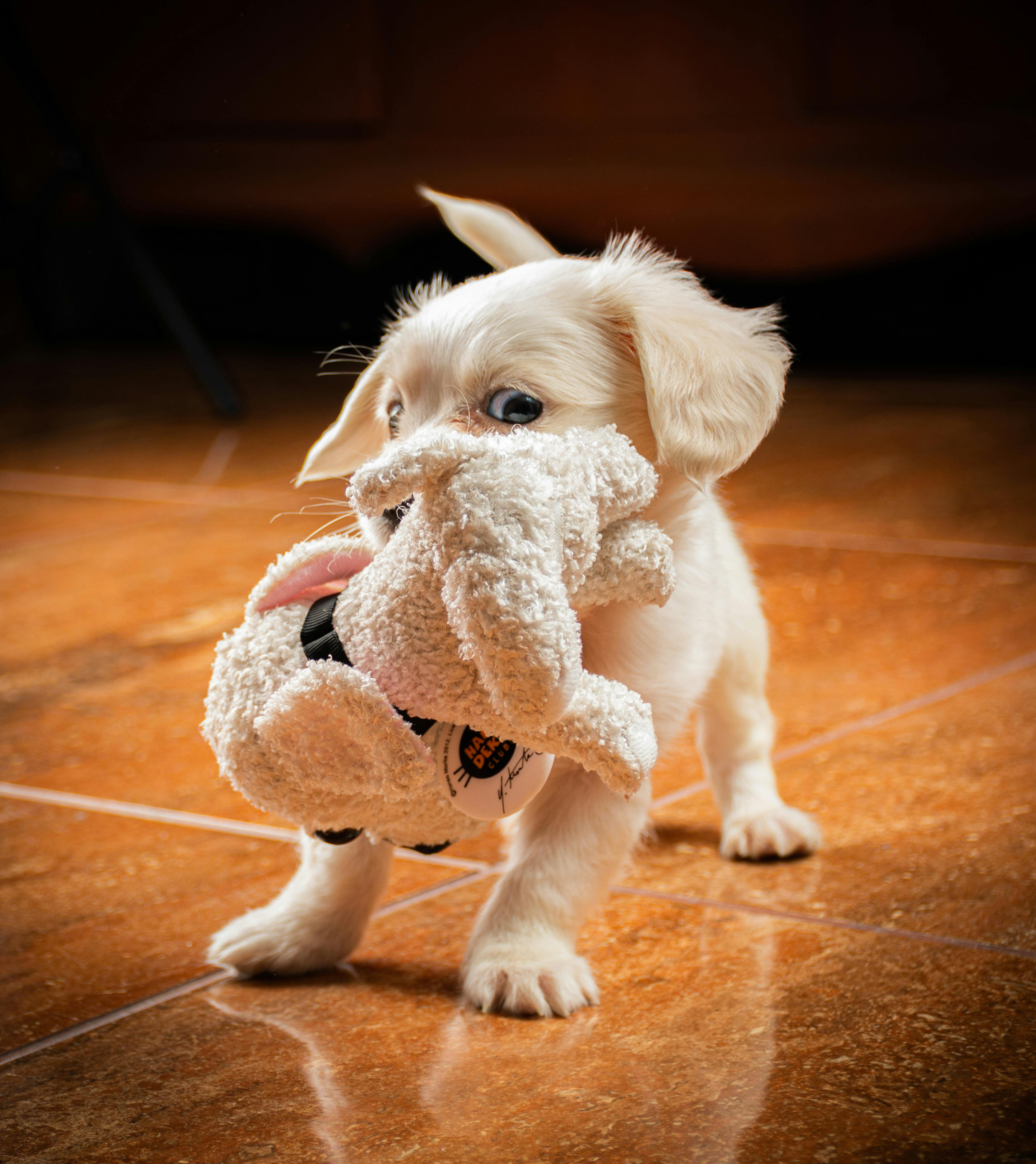 A small puppy is holding a stuffed animal in its mouth
