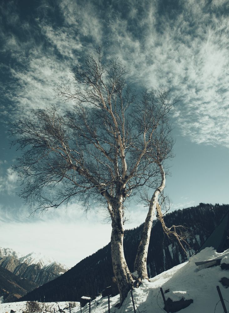 Barren Tree Photos, Download The BEST Free Barren Tree Stock Photos ...
