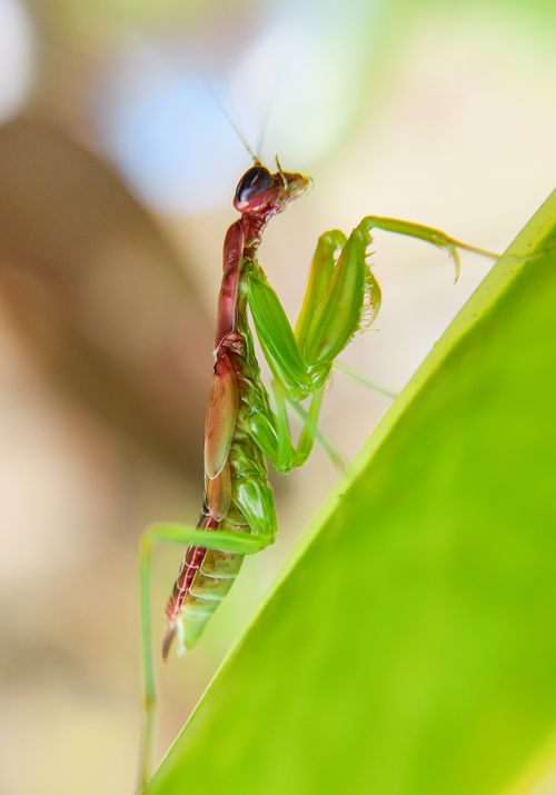 Free A detailed shot of a mantis perched on a leaf, showcasing its vibrant colors and intricate details. Stock Photo