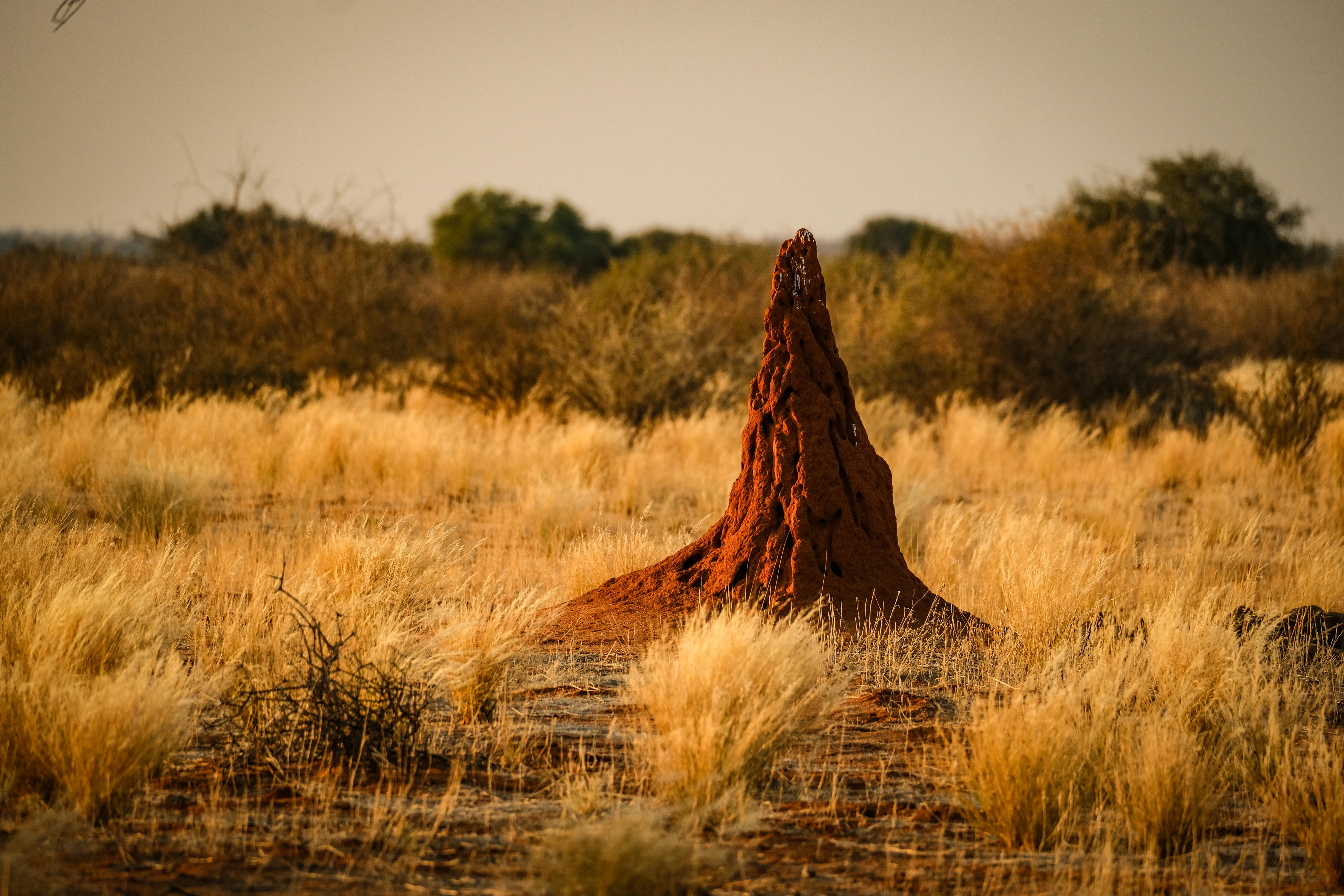 Exploring the beauty of a termite mound surrounded by dry grasses in a serene savanna.