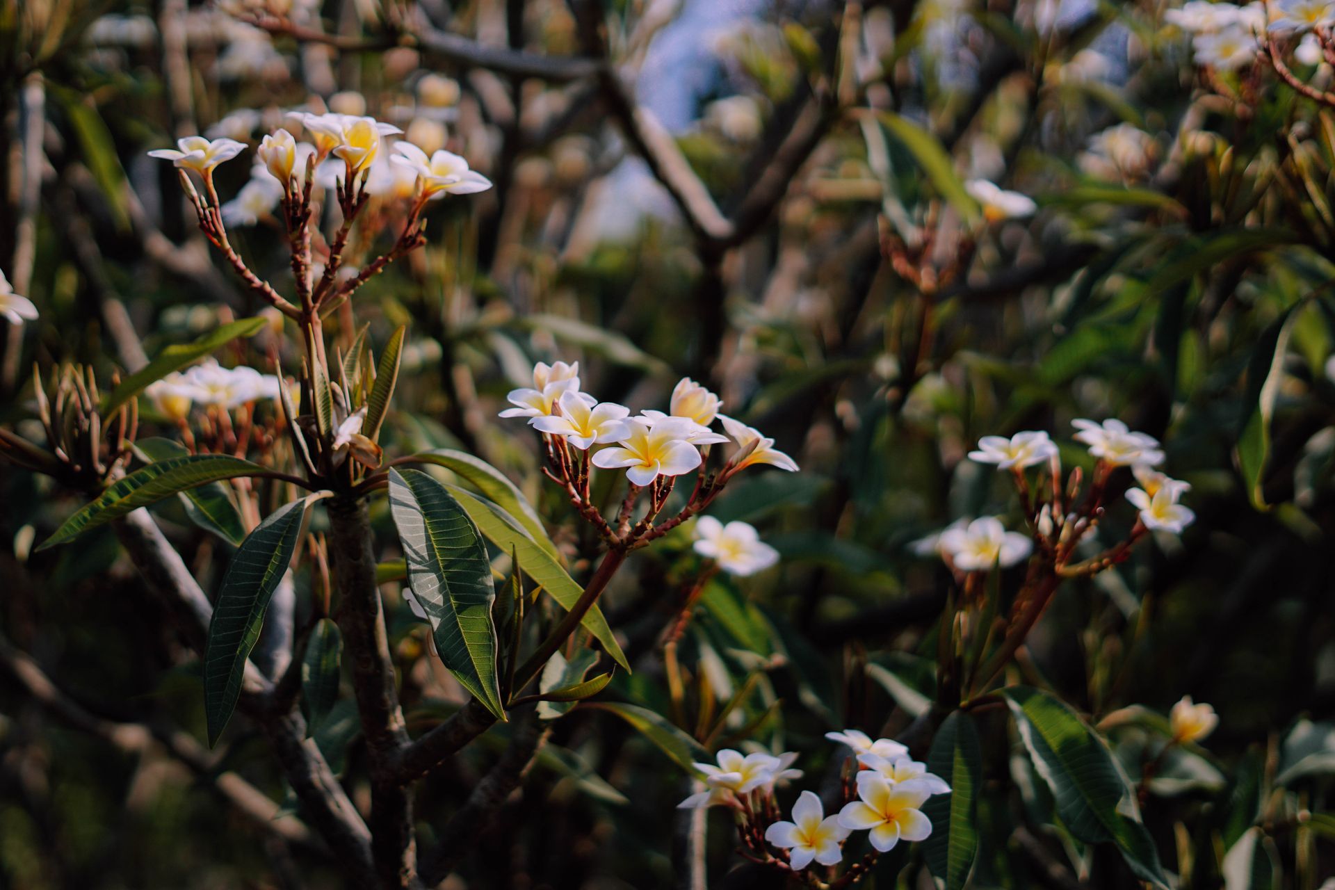 Close-up of plumeria flowers blooming in a serene outdoor garden setting.