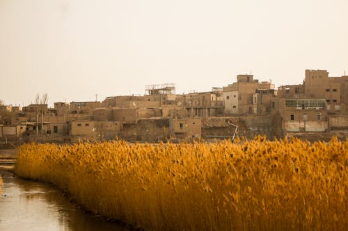 Free stock photo of china, kashgar, reed