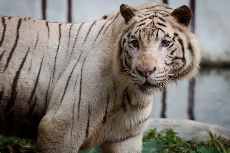 Close-up Photo Of White Bengal Tiger