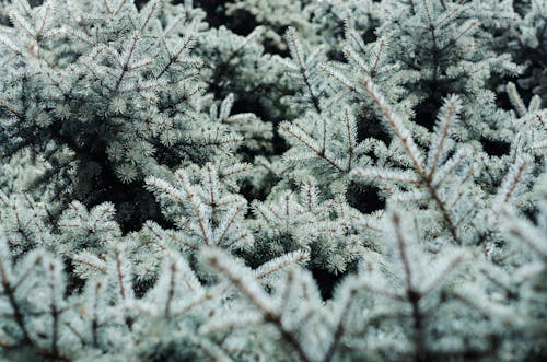 Groene Doorbladerde Plant